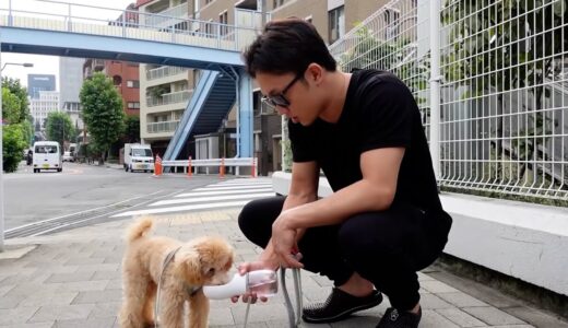 路上の伝説朝倉未来、犬に優しい